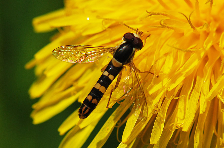 Sphaerophoria scripta